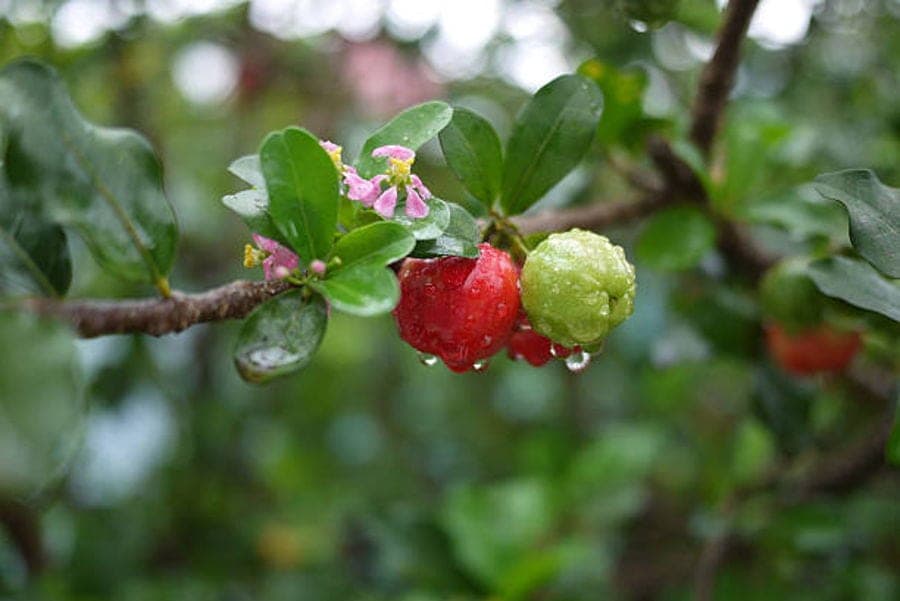 Acerola bessen